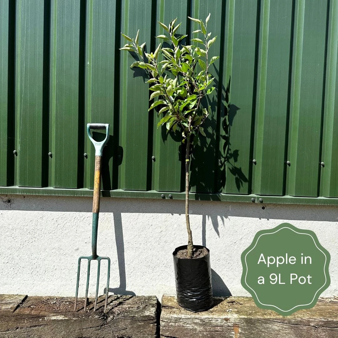 James Grieve Apple Tree | Dwarf Rootstock 4 James Grieve Apple Tree | Dwarf Rootstock - Image 2