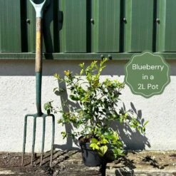 Bluecrop Blueberry Bush -Bloom And Harvest example blueberry 9416ede3 460a 4fc6 aa4c 09033b0106ae