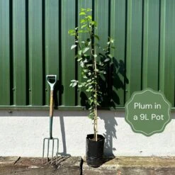 Shropshire Prune Damson Tree -Bloom And Harvest example plum e2cb8394 9329 48af a12c 485b90c66d34