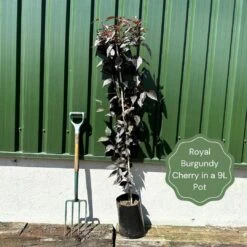 Purple Leaf Cherry Blossom Tree | Prunus Serrulata 'Royal Burgundy' -Bloom And Harvest exampleroyalburgundy