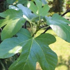 UK Hardy Fig Tree | 'Brown Turkey' 11 UK Hardy Fig Tree | 'Brown Turkey' -Bloom And Harvest figleaves