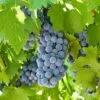 'Boskoop Glory' Seedless Outdoor Grape Vine -Bloom And Harvest fru0072 5