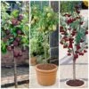 Award Winning Patio Fruit Tree Collection | Cherry, Pear & Plum | Growers' Choice -Bloom And Harvest fruit collection