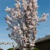 White Columnar Cherry Blossom Tree | Prunus 'Spire' -Bloom And Harvest gaar00399 spire