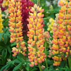 Lupin West Country Gladiator