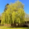 Golden Weeping Willow Tree | Salix Chrysocoma 2 Golden Weeping Willow Tree | Salix Chrysocoma -Bloom And Harvest golden weeping willows