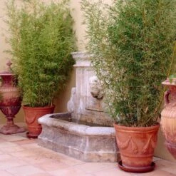 Golden Bamboo | Phyllostachys Aurea -Bloom And Harvest goldenbamboo 5