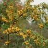 'Golden Hornet' Crabapple Tree -Bloom And Harvest goldenhornet