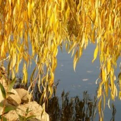 Golden Weeping Willow Tree | Salix Chrysocoma -Bloom And Harvest goldenweepingautumn