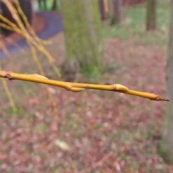 Golden Weeping Willow Tree | Salix Chrysocoma -Bloom And Harvest goldenweepingbranch