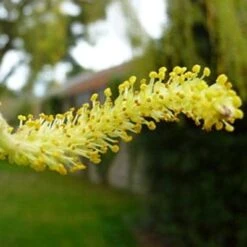 Golden Weeping Willow Tree | Salix Chrysocoma -Bloom And Harvest goldenweepingcatkin