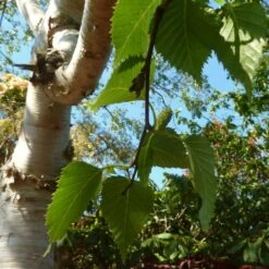 Himalayan Birch Tree | Betula Utilis Jacquemontii -Bloom And Harvest himalayancatkin