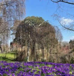 Weeping Silver Birch Tree | Betula Pendula Youngii -Bloom And Harvest image