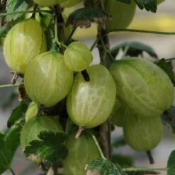 Complete Gooseberry Collection | Red, White & Green -Bloom And Harvest invicta gooseberry 303489b5 b71e 469d 93c3 b03b333ee84e