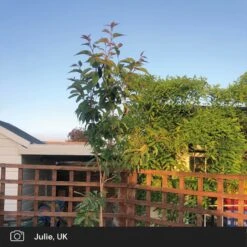 Japanese Cherry Blossom Tree | Prunus Serrulata 'Kanzan' -Bloom And Harvest japanese cherry blossom