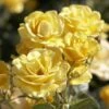 'Joyful Sunshine' Hybrid Tea Rose -Bloom And Harvest jope04100 joyful sunshine