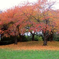 Japanese Cherry Blossom Tree | Prunus Serrulata 'Kanzan' -Bloom And Harvest kanzanautumn