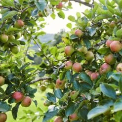 'Kidd's Orange Pippin' Apple Tree -Bloom And Harvest kiddsorange 2