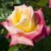 'Love And Peace' Hybrid Tea Rose -Bloom And Harvest lage00913 love peace