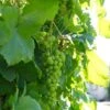 'Lakemont' Seedless Outdoor Grape Vine 1 'Lakemont' Seedless Outdoor Grape Vine -Bloom And Harvest lakemont2