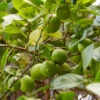 Lime Tree | Lime Of Tahiti | Grafted Mini-Stem 1 Lime Tree | Lime Of Tahiti | Grafted Mini-Stem -Bloom And Harvest limetree1