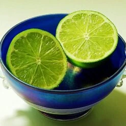 Lime Tree | Lime Of Tahiti | Grafted Mini-Stem -Bloom And Harvest limetree4