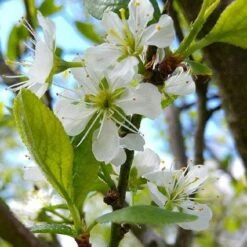 Mirabelle De Nancy Plum Tree -Bloom And Harvest mirabelle de nancy flower