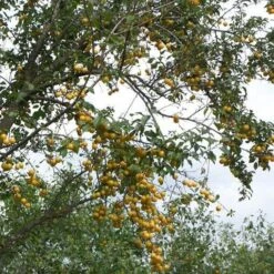 Mirabelle De Nancy Plum Tree -Bloom And Harvest mirabelle de nancy trees