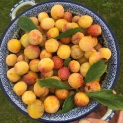 Mirabelle De Nancy Plum Tree -Bloom And Harvest mirabelledenancy