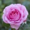 'Mum In A Million' Hybrid Tea Rose -Bloom And Harvest moja03954 mum in a million