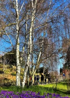 Silver Birch Tree | Betula Pendula -Bloom And Harvest new silver birch2