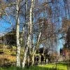 Silver Birch Tree | Betula Pendula -Bloom And Harvest new silver birch2 d715810e 9dad 4384 9c3b 56385588c32a