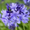 Agapanthus 'Pretty Heidy' | 7.5L -Bloom And Harvest noma02439