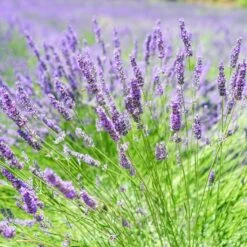 English Lavender | Lavandula Angustifolia -Bloom And Harvest oldenglish2