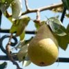 'Onward' Pear Tree 1 'Onward' Pear Tree -Bloom And Harvest onward 1