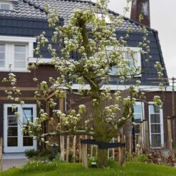 Conference Pear Tree -Bloom And Harvest pear add1 5012c709 f2ae 4948 a0f1 3ab9e51cd759