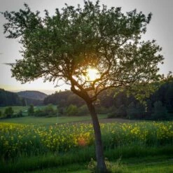 Williams Bon Chrétien Pear Tree -Bloom And Harvest peartree