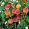 'Peche De Vigne' Bloody Peach Tree -Bloom And Harvest pechedevigne 1