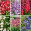Perfect Penstemons Collection -Bloom And Harvest penstemoncol 1