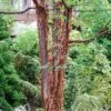 Paperbark Maple Tree | Acer Griseum -Bloom And Harvest phbe04468