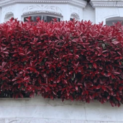 Photinia 'Red Robin' -Bloom And Harvest photinia