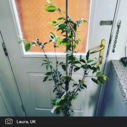 Pink Winter Flowering Cherry Tree | Prunus X Subhirtella 'Autumnalis Rosea' -Bloom And Harvest pink winter flower