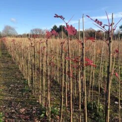 Pink Pagoda Rowan Tree | Sorbus Hupehensis -Bloom And Harvest pinkpagodarowan