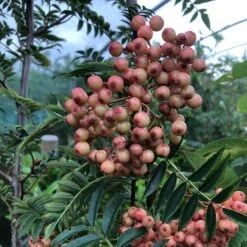 Pink Pagoda Rowan Tree | Sorbus Hupehensis -Bloom And Harvest pinkrowantree