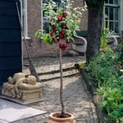 Victoria Plum Tree -Bloom And Harvest plumtreepotted