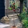 Victoria Patio Plum Tree -Bloom And Harvest plumtreepotted c8e29533 c970 4ca2 9f2a 3b241e8b71f7
