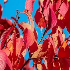 Sargent's Cherry Blossom Tree | Prunus Sargentii -Bloom And Harvest prunussargentiiautumn
