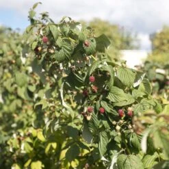 Award Winning Raspberry Canes | Growers' Choice -Bloom And Harvest raspberrybush