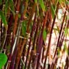 Red Bamboo | Fargesia Scabrida 'Asian Wonder' -Bloom And Harvest redredredbamboo 1