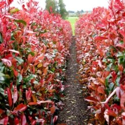 Photinia 'Red Robin' -Bloom And Harvest redrobin2